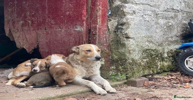Welsh Collie dogs - Advert 1