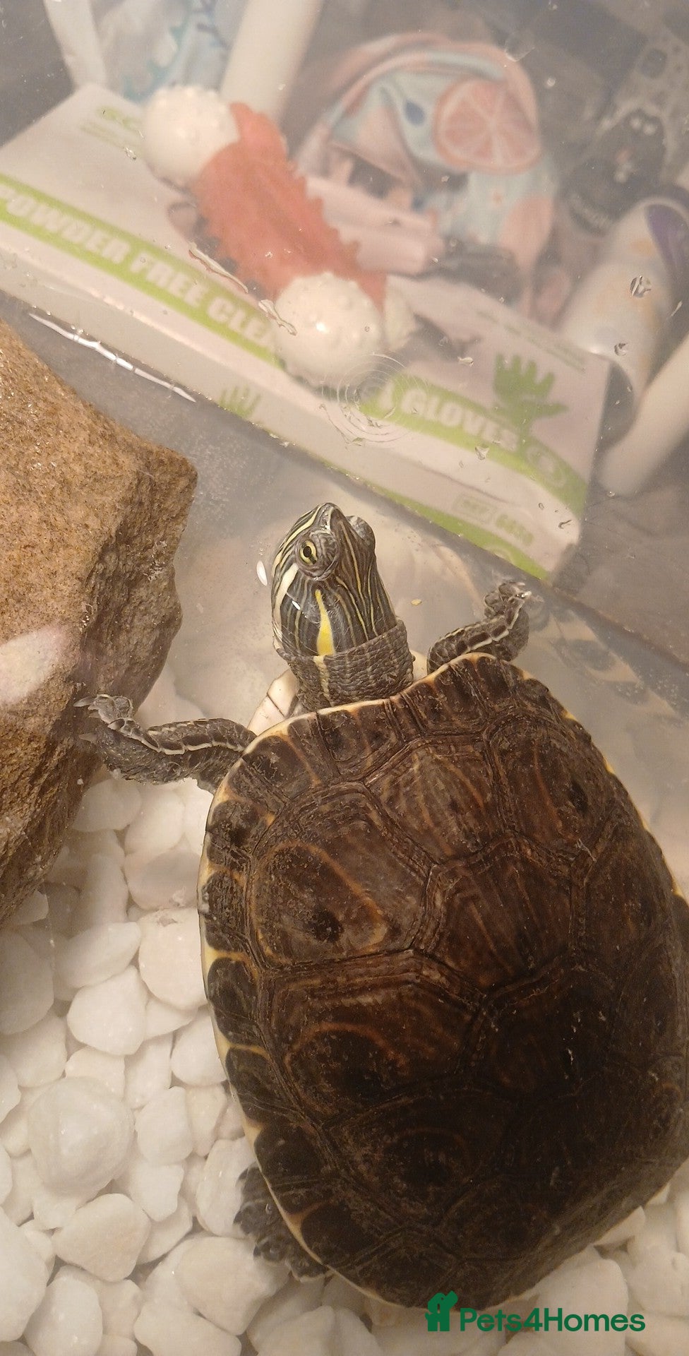 Terrapin reptiles Female terrapin  - Advert 2