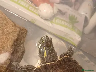 Terrapin reptiles Female terrapin - Advert 1