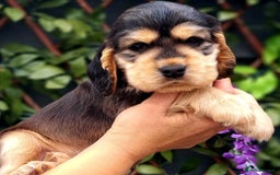 Cocker Spaniel dogs for stud: Serci import Chocolate sable show cocker stud - Image 5