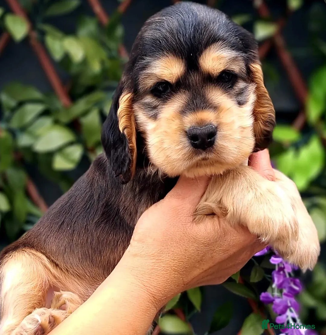 Cocker Spaniel dogs for stud: Serci import Chocolate sable show cocker stud - Image 5