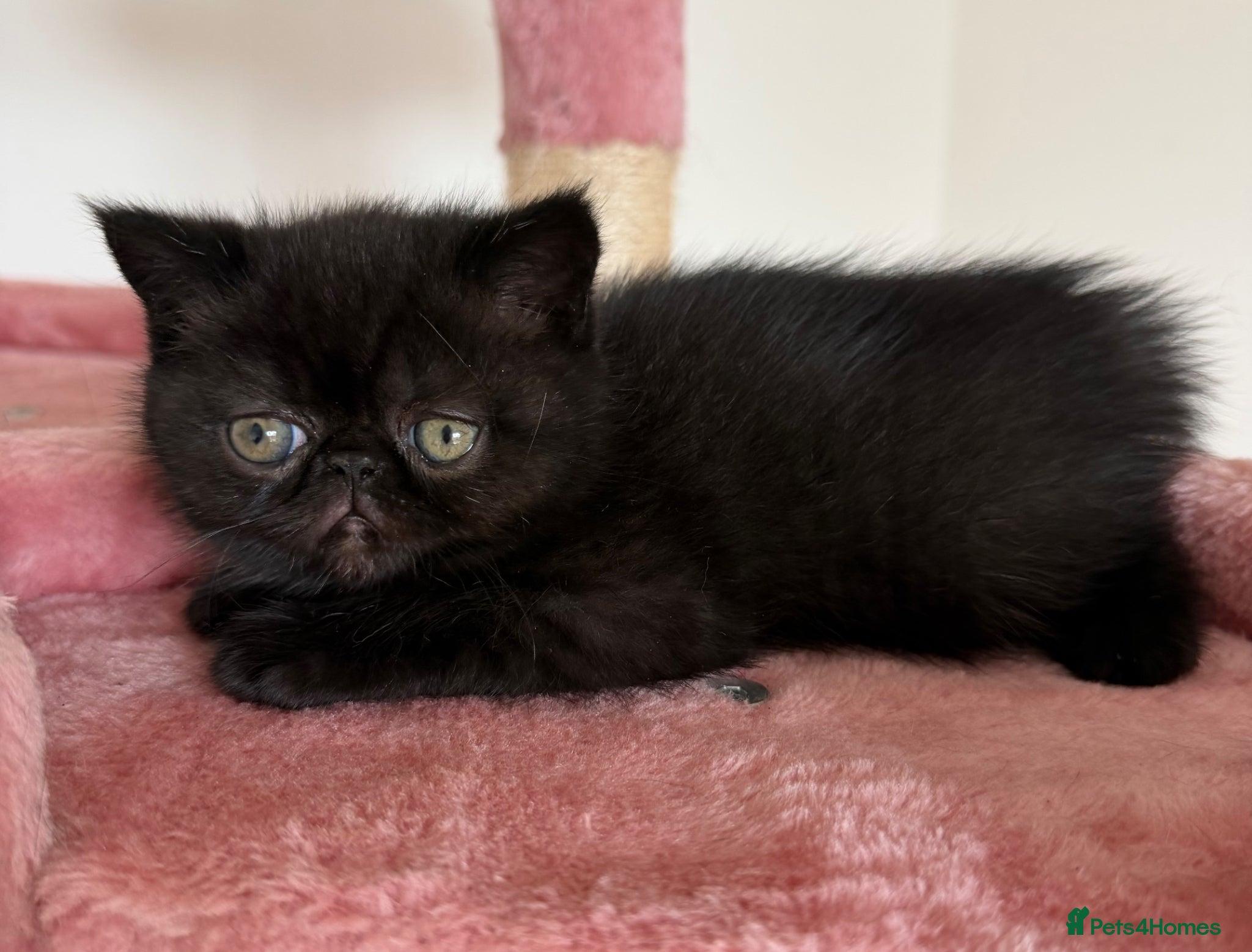 Exotic cats Adorable Exotic Short Hair Kittens Available  - Advert 13