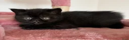 Exotic cats for sale: Adorable Exotic Short Hair Kittens Available  in Bromsgrove - Advert 1