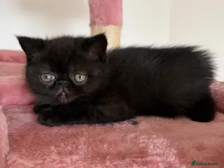 Exotic cats Adorable Exotic Short Hair Kittens Available - Advert 8