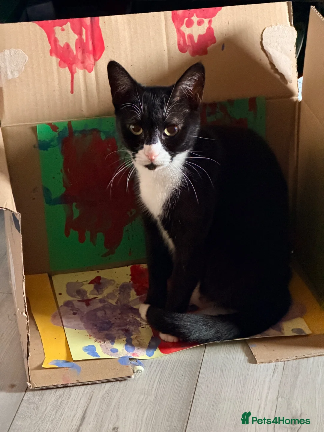 Mixed Breed cats for sale: Kittens ready to go - Advert 9