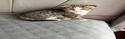 Mixed Breed cats for sale: Beautiful male kitten with folded ears in London - Advert 12