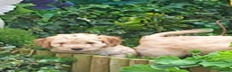 Cockapoo dogs for sale: Show class litter of 7 cockerpoo puppies - Advert 21