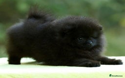 Pomeranian dogs for sale: Outstanding 💖re-available!All info below ⬇️ 35+🏆 - Image 13