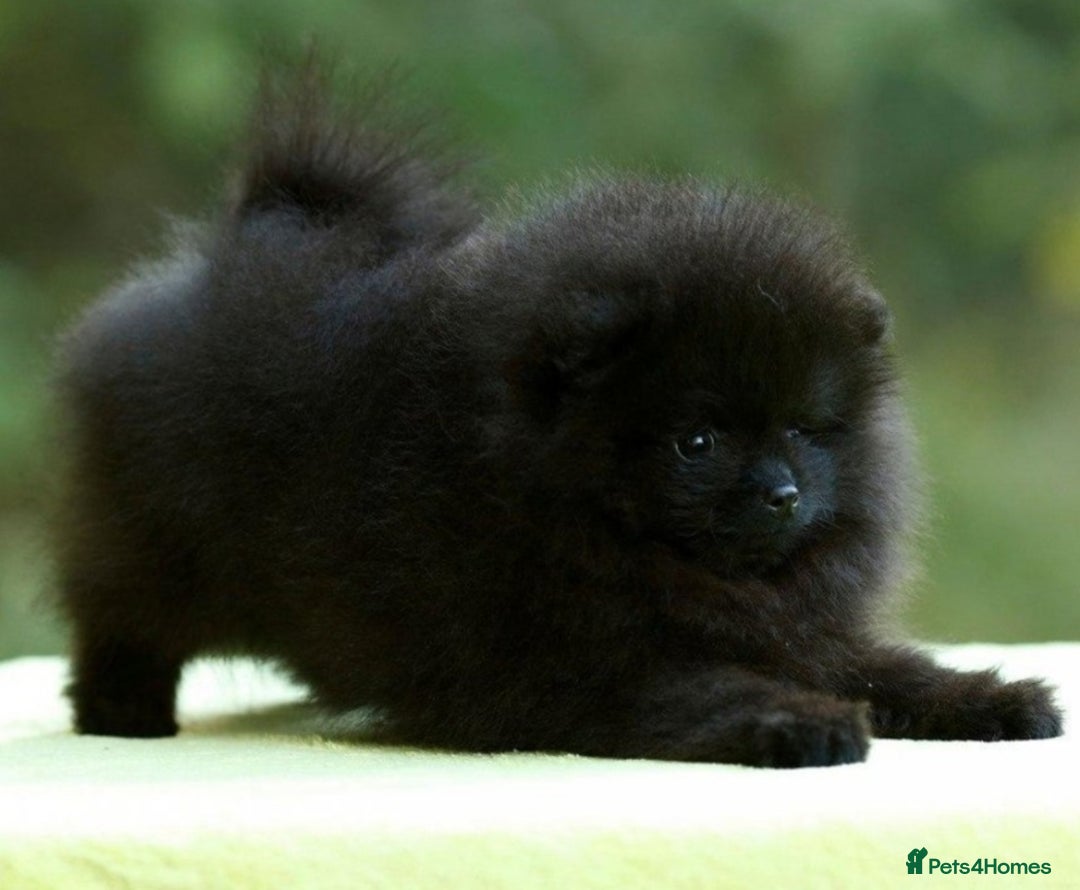 Pomeranian dogs for sale: Outstanding 💖re-available!All info below ⬇️ 35+🏆 - Image 13