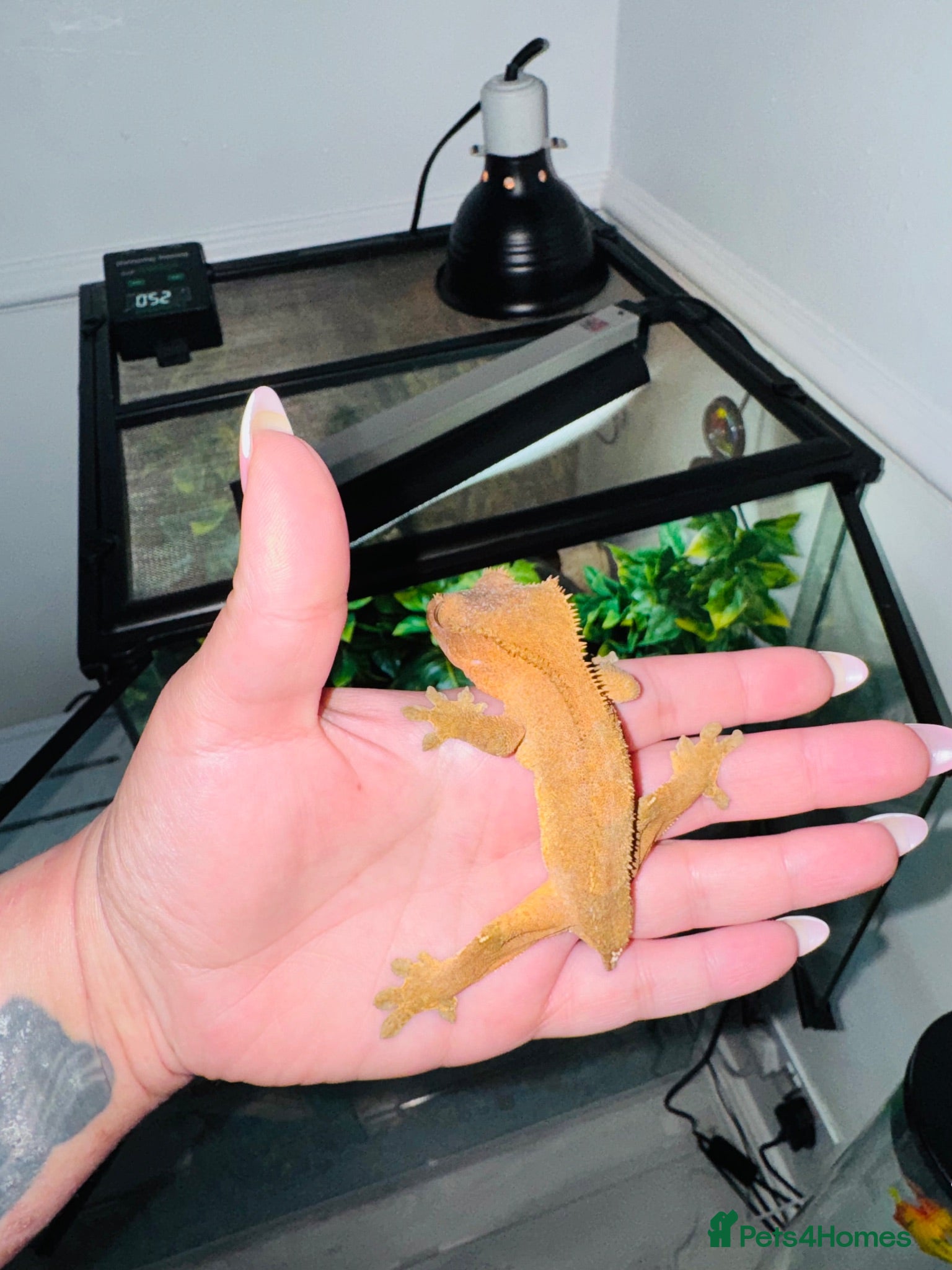 Gecko reptiles Phantom Orange Crested Gecko + setup - Advert 2