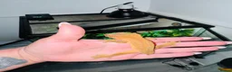 Gecko reptiles for sale: Phantom Orange Crested Gecko + setup - Advert 2