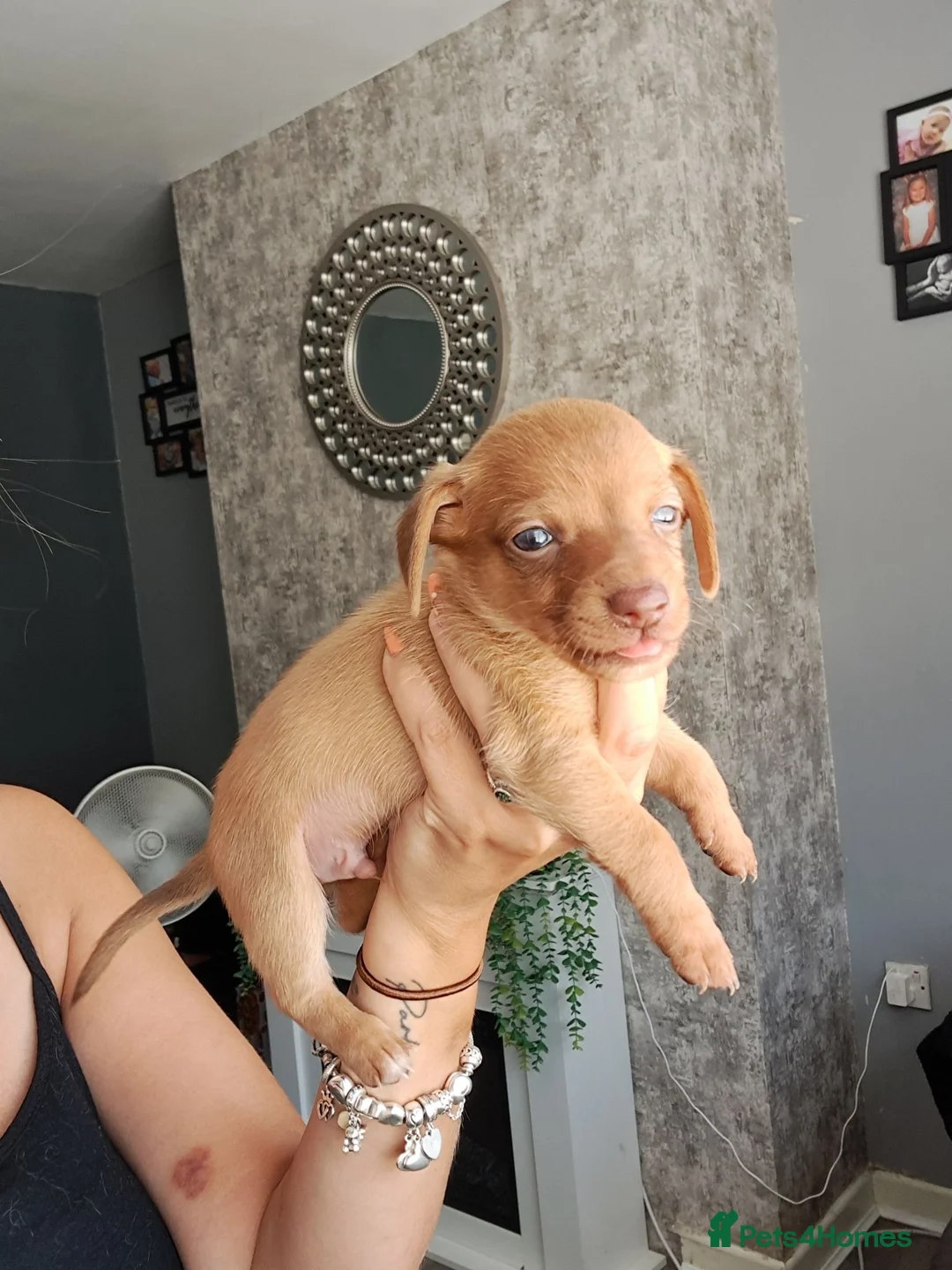 Chiweenie dogs for sale: Dachshund  - Advert 2