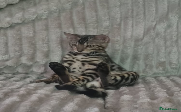 Bengal cats - Advert 4