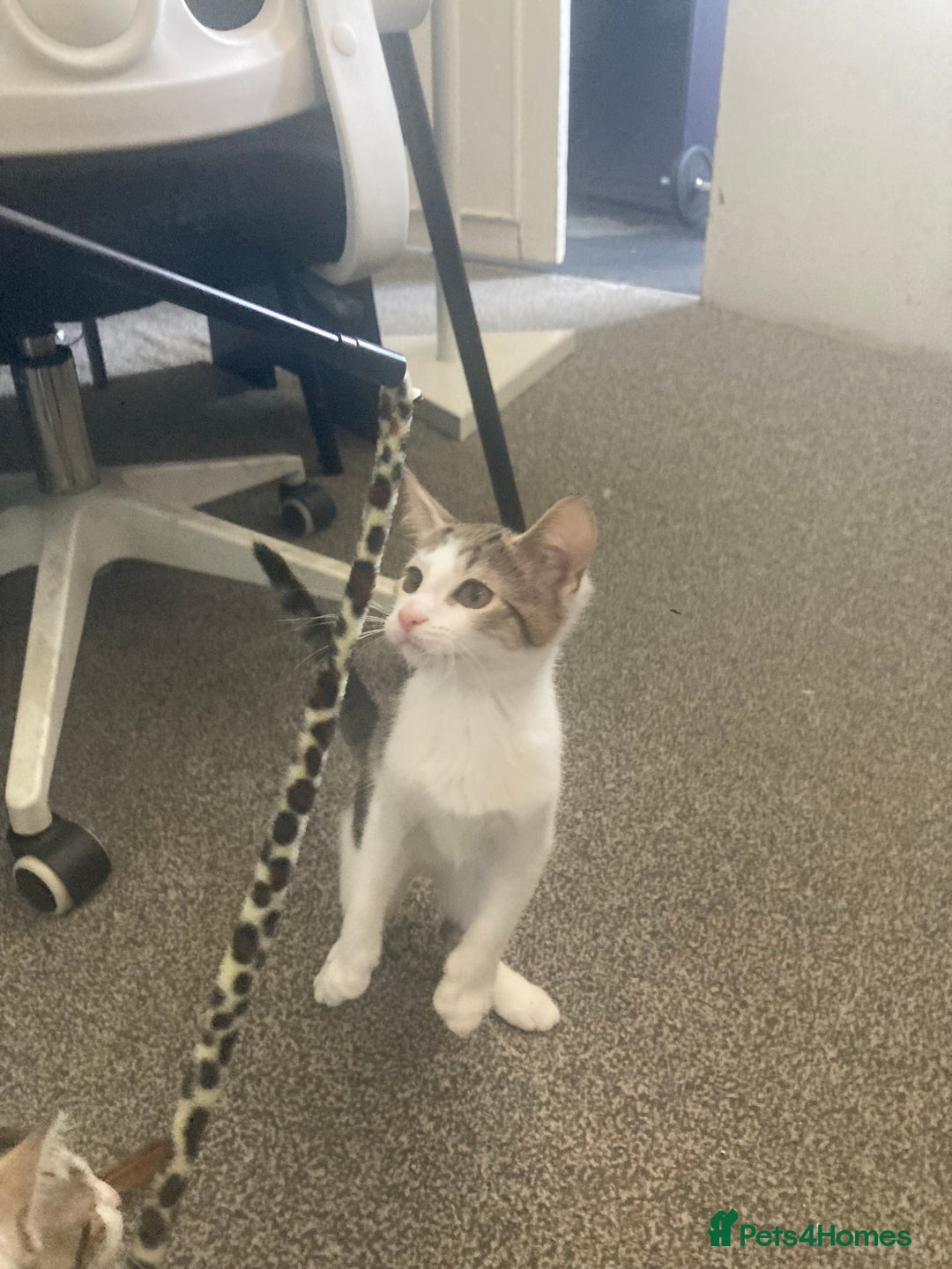 European cats for sale: 2 Adorable Kittens ready for their forever homes  - Image 11