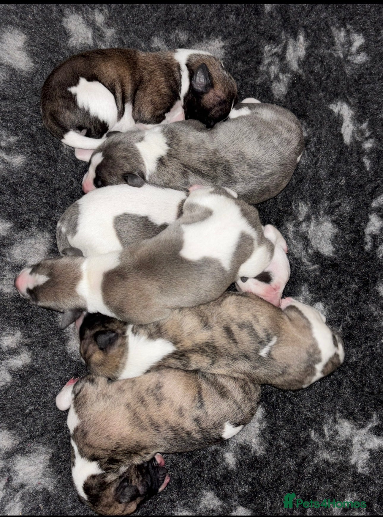 Whippet dogs Exceptional KC Whippet Pups - two boys remain - Advert 1