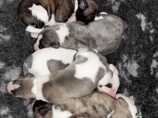 Whippet dogs Exceptional KC Whippet Pups - two boys remain - Advert 1