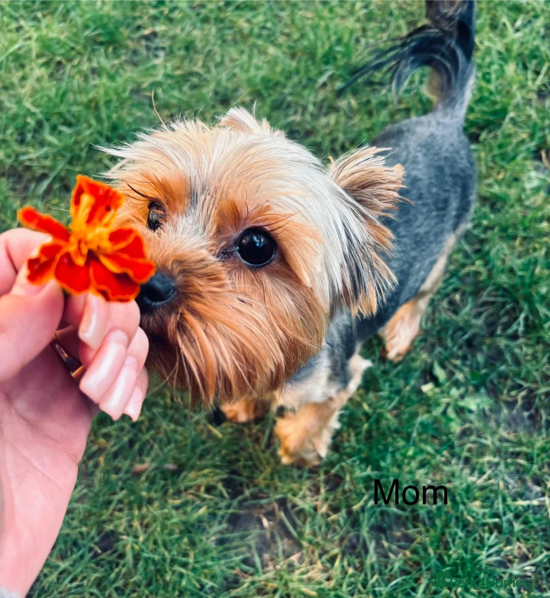 Yorkshire Terrier dogs for sale: Ready to go ❤️yorkshire terrier puppies,KC REG. - Advert 2