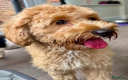 Cavapoo dogs for adoption: Coco – Too Young to Be Forgotten - Image 1