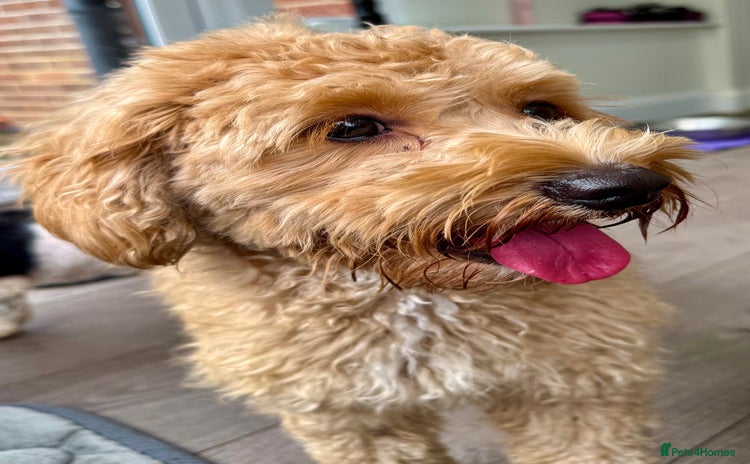 Cavapoo dogs - Advert 1