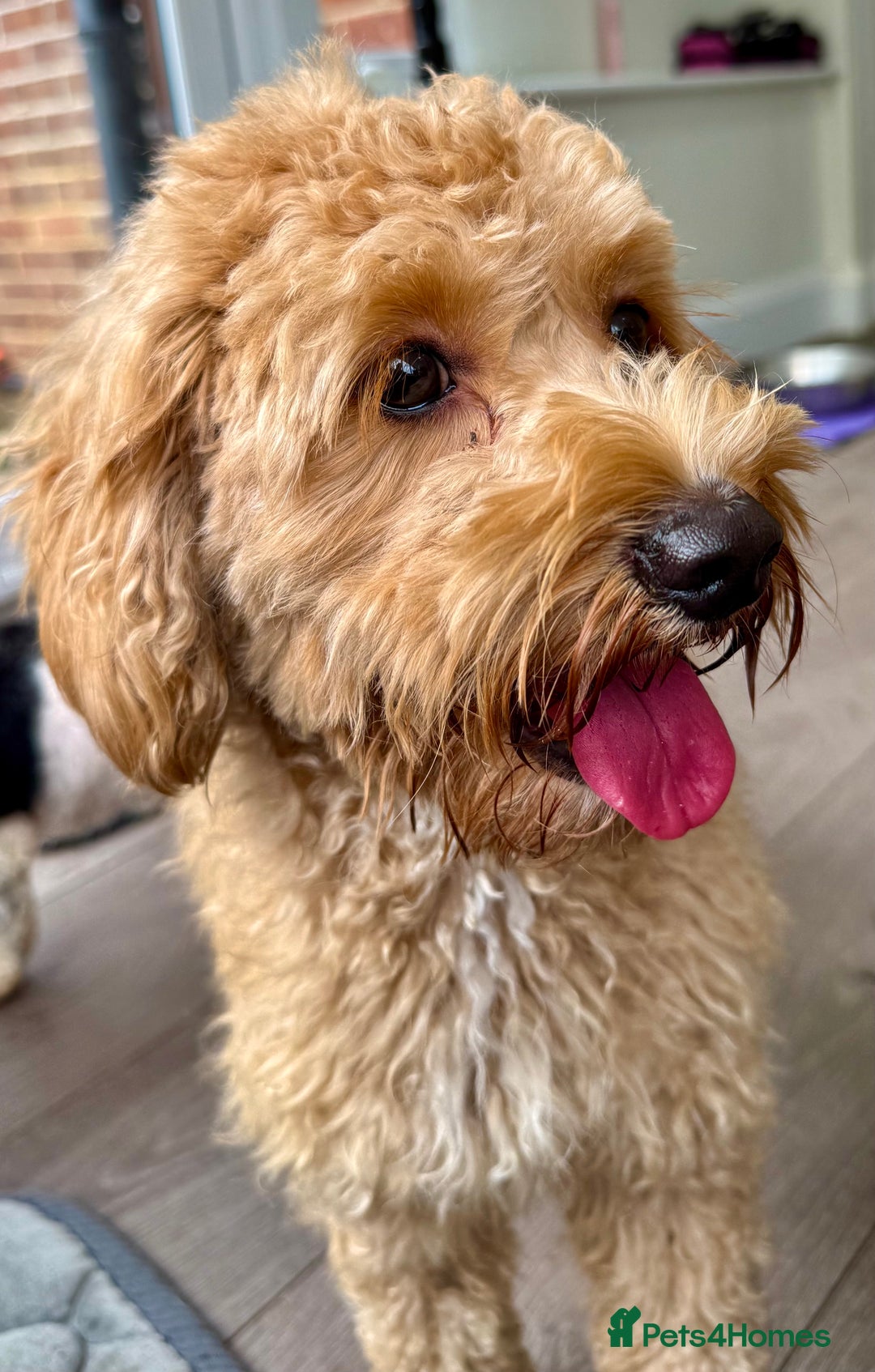 Cavapoo dogs for adoption: Coco – Too Young to Be Forgotten - Image 1