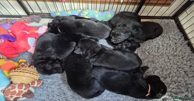 Labrador Retriever dogs Labrador/ retriever puppies  - Advert 6