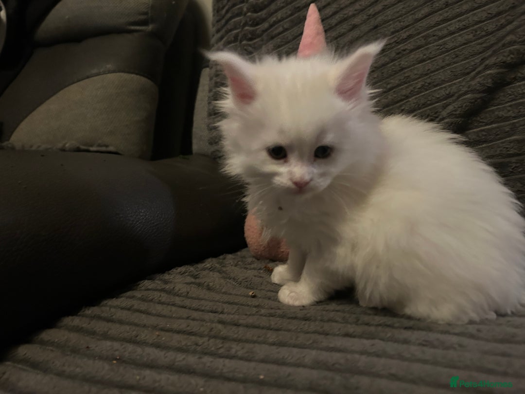 Maine Coon cats for sale: Maine Coons Kittens  - Advert 3