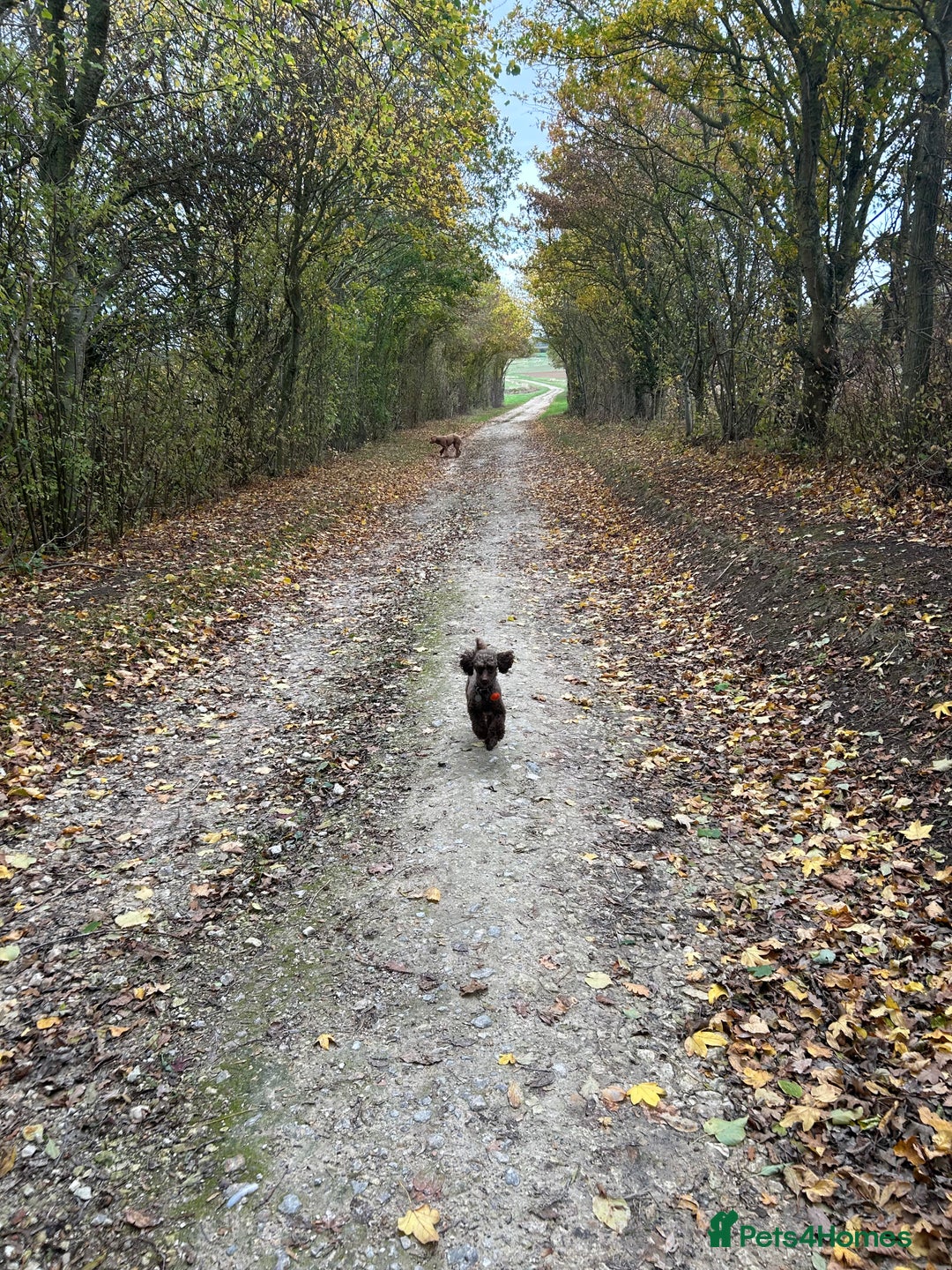 Toy Poodle dogs for stud: Pedro (Choccywoky do dah) - Advert 12