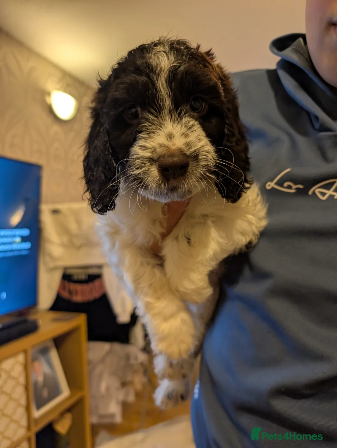 Cockapoo dogs for sale: Three Male Cockapoo puppies  - Advert 11