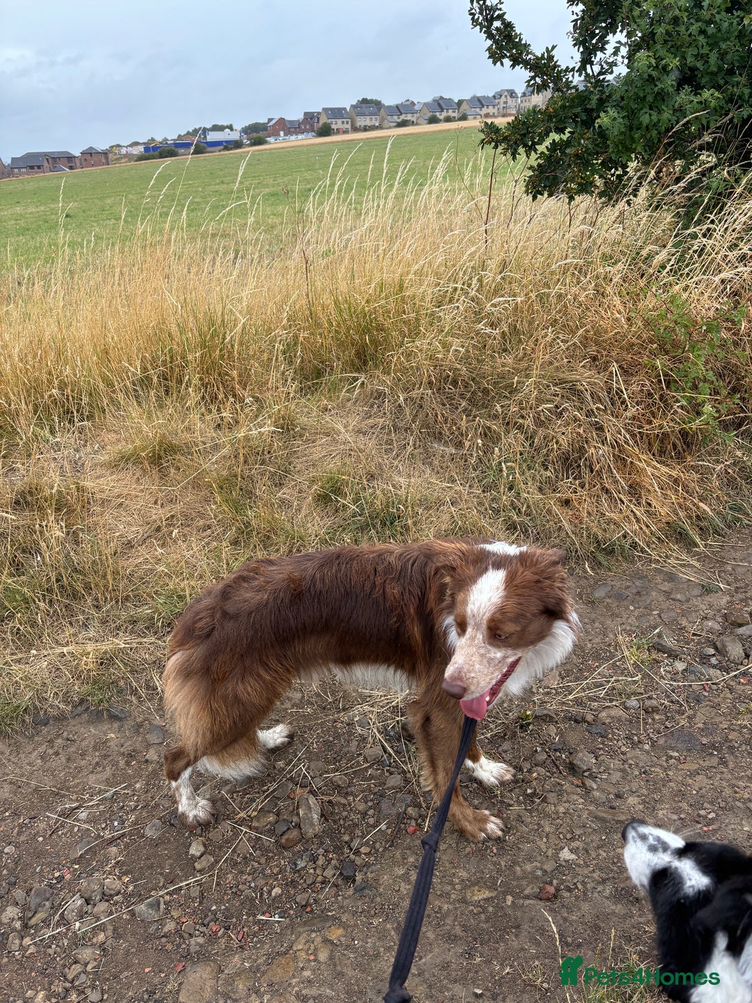 Border Collie dogs for stud: Red/white Border collie STUD in Batley - Image 14