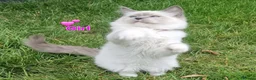 Ragdoll cats for sale: Ragdoll Kittens Ready For Forever Homes - Advert 14