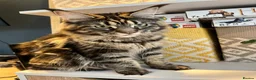 Maine Coon cats for sale: Maine coon kittens looking for homes forever  in Edinburgh - Advert 10