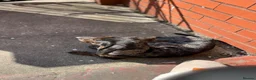 Dachshund dogs for stud: Dog To Stud  in Manchester - Advert 8