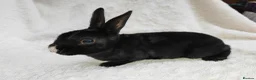 Rex rabbits for sale: Mini rex rabbits, black Vienna marked buck - Advert 19