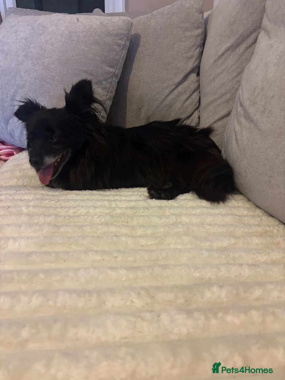 Chihuahua dogs for sale: Long haired chihuahua girl  - Advert 1