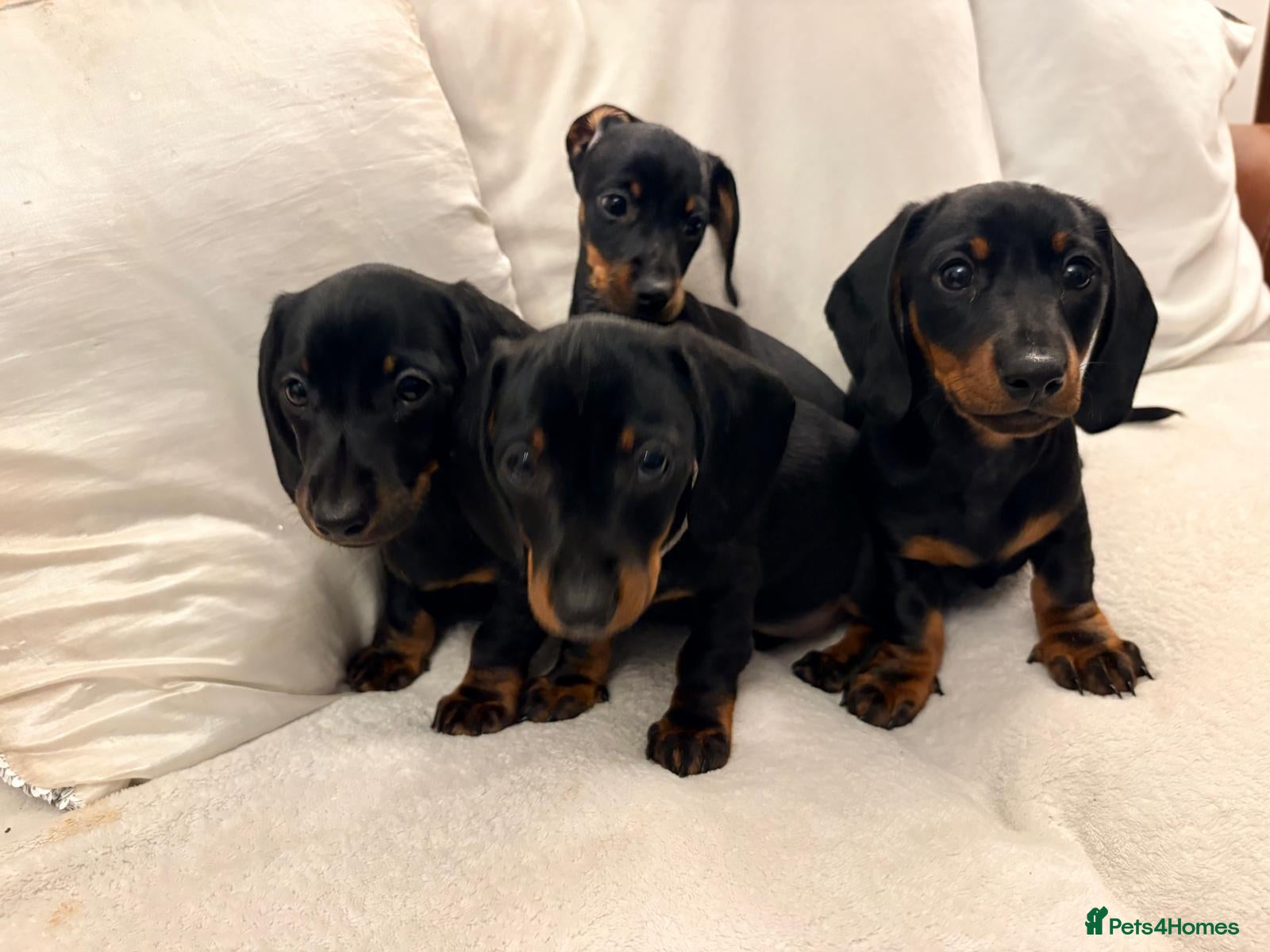 Miniature Dachshund dogs for sale: Miniature dachshund pups - Advert 23