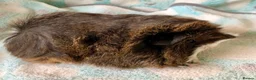 Guinea Pig rodents for sale: Four beautiful Peruvian boars (boys)  - Advert 7