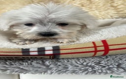 Mixed Breed dogs for sale: Schnoodle puppies for sale  - Image 13