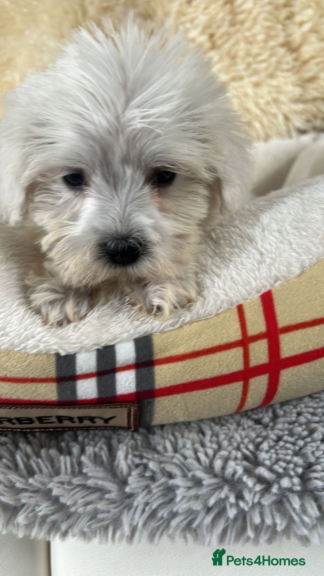 Mixed Breed dogs for sale: Schnoodle puppies for sale  - Image 13