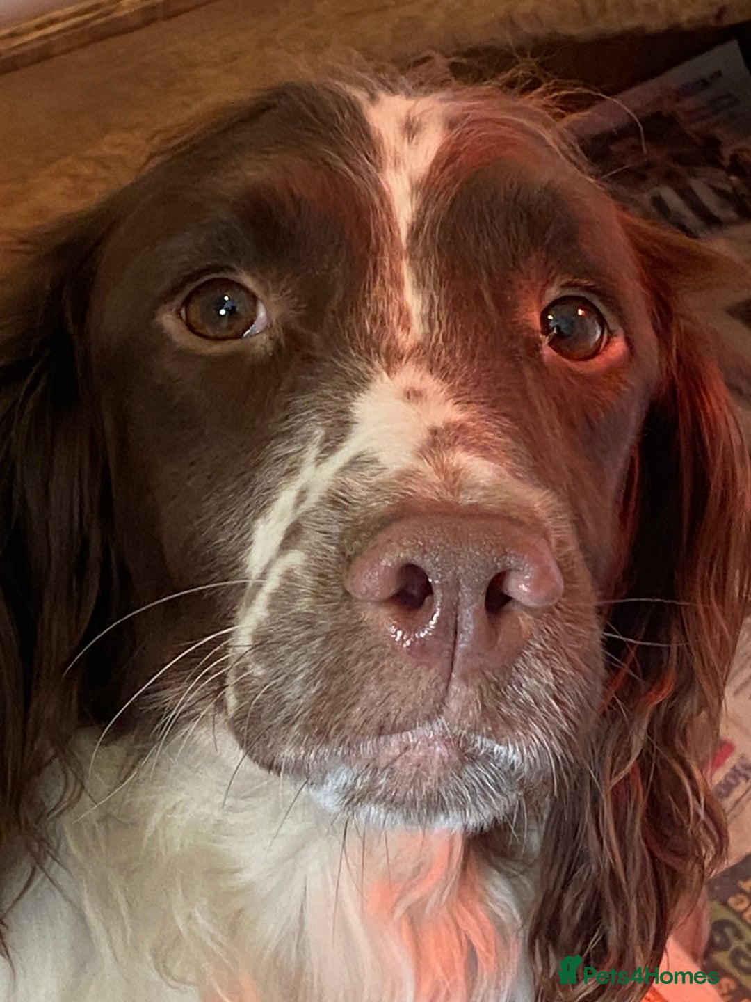 English Springer Spaniel dogs for sale: Springer Spaniel Puppies - Advert 1