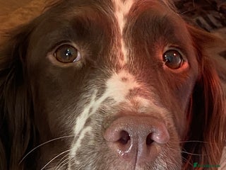 English Springer Spaniel dogs Springer Spaniel Puppies - Advert 1