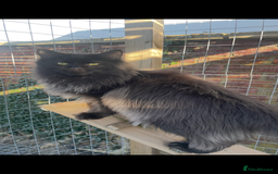Maine Coon cats for sale: Mainecoons  - Image 5
