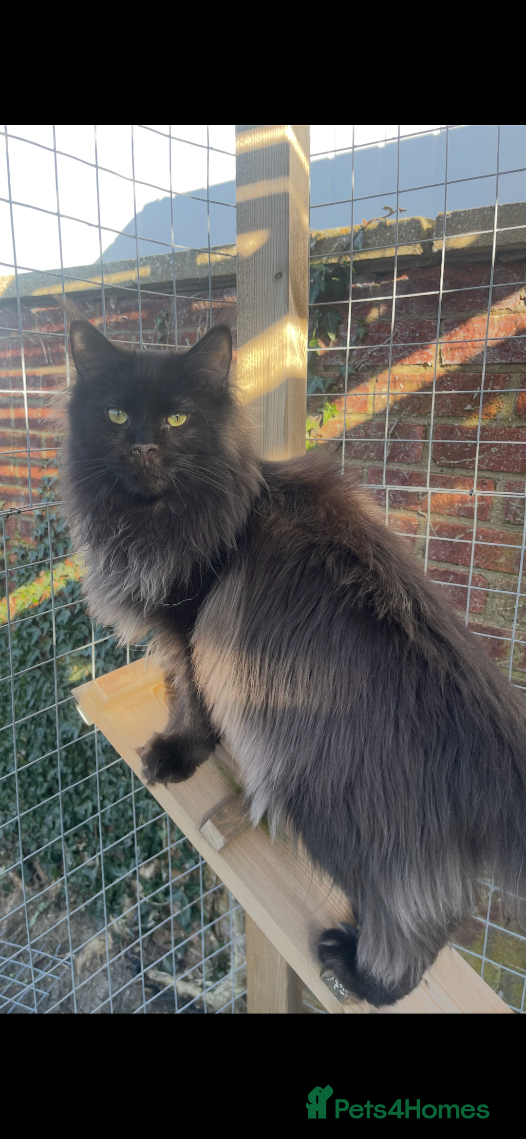 Maine Coon cats for sale: Mainecoons  - Image 5