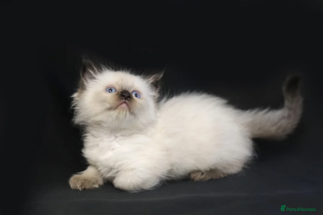 Ragdoll cats for sale: Ragdoll kittens bi color - Advert 22