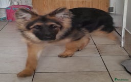 German Shepherd dogs for sale: VERY BEAUTIFUL YOUNG KC german shepard  - Image 2