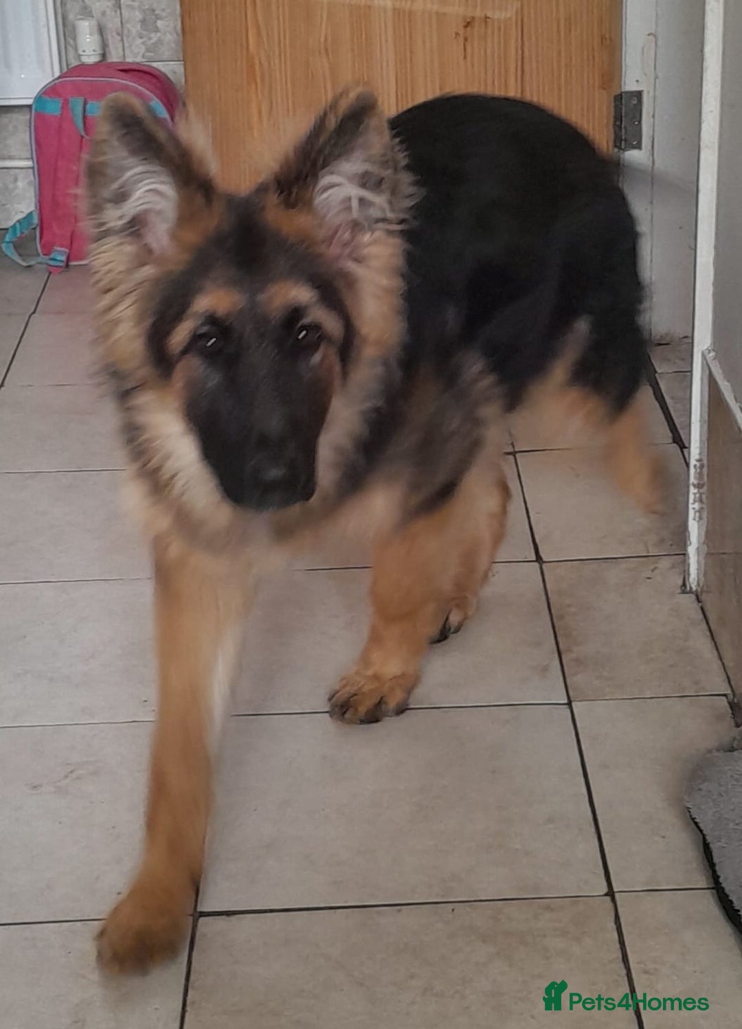 German Shepherd dogs for sale: VERY BEAUTIFUL YOUNG KC german shepard  - Image 2