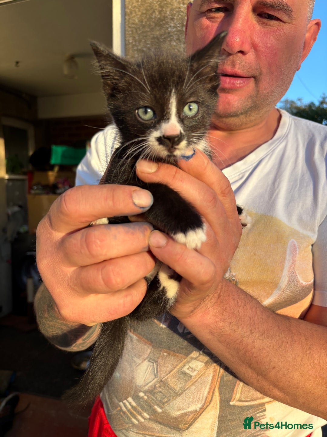 Mixed Breed cats for sale: 6 beautiful mixed breed kittens  - Image 4