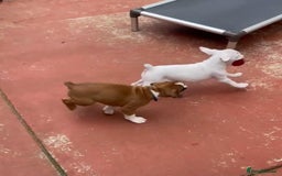 Boxer dogs for sale: Stunning beautiful Boxers - Advert 7