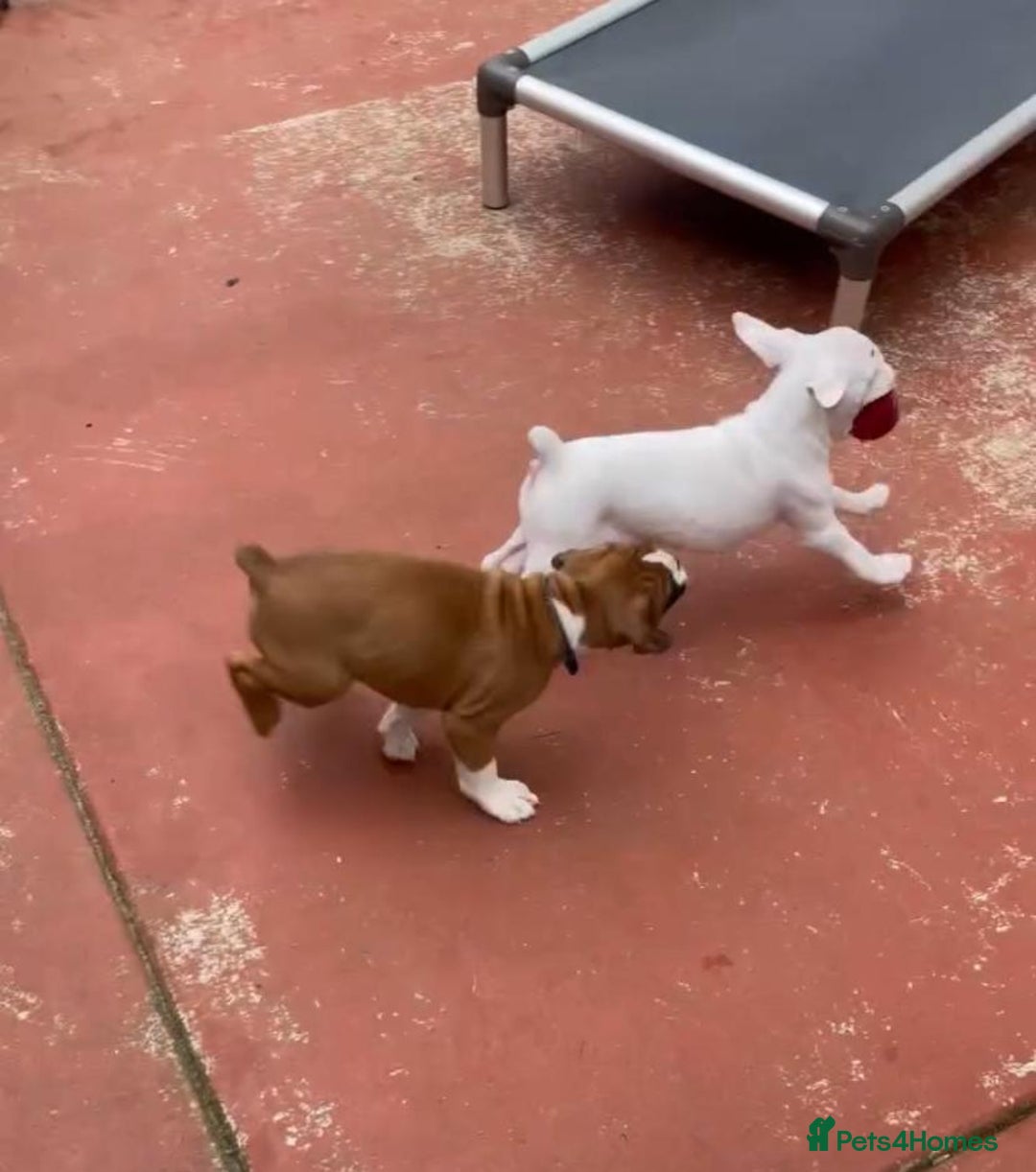 Boxer dogs for sale: Stunning beautiful Boxers - Advert 7