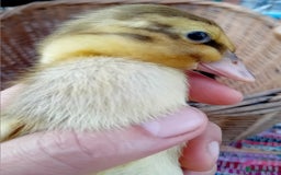 Ducks poultry for sale: Mixed Color Indian Runner Ducklings - Image 24