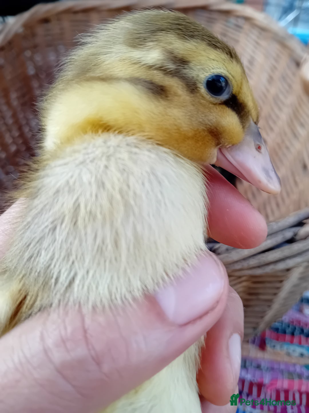 Ducks poultry for sale: Mixed Color Indian Runner Ducklings - Image 24